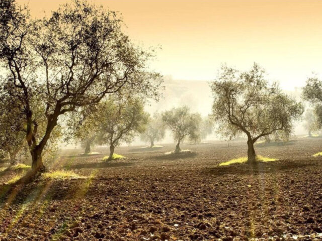 “Ikigai”: sapere ciò per cui vale la pena alzarsi la mattina