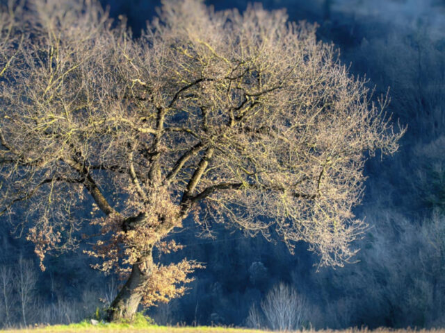 La solitudine è una bestia selvaggia?